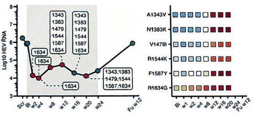 Abb. 3  Virusrebound von HEV nach initialem Ansprechen auf Sofosbuvir