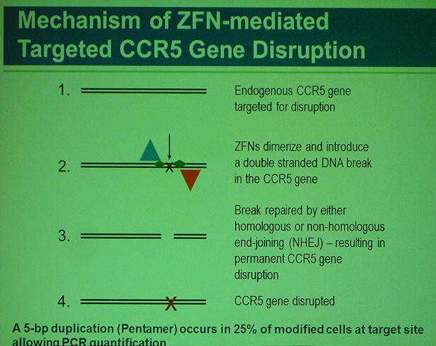 Mechanism of ZFN-mediated Targetet CCR5 Gene Disruption