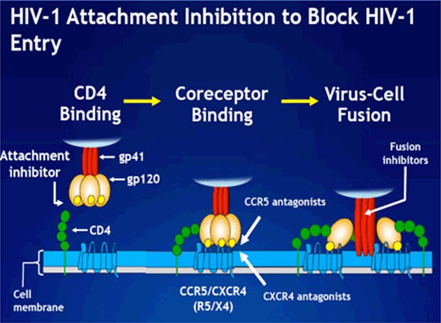 HIV-1 Atrtachment Inhibition to Block HIV-1 Entry
