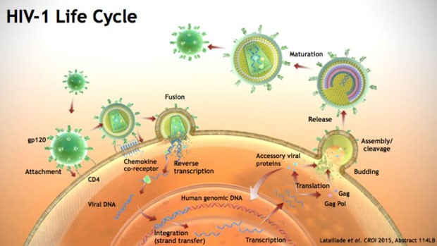 HVI-1 Life Cycle