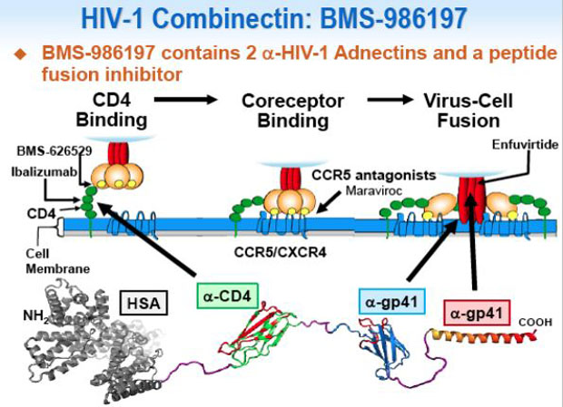 HIV-1 Conbinectin: BMS-986197