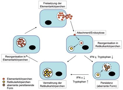 Abb. 1  Vermehrungszyklus der Chlamydien – Elementarkörperchen (EK) stellen die extrazelluläre Form der Chlamydien dar, die sich nach Infektion von Wirtszellen in Retikularkörperchen (RK), die intrazelluläre Form, umwandeln. RK sind metabolisch aktiv, vermehren sich durch Zweiteilung und redifferenzieren zu EK, die aus der Wirtszelle freigesetzt werden und benachbarte Zellen infizieren können. Unter bestimmten Bedingungen (niedrige Tryptophanspiegel, IFNγ, Antibiotika) können morphologisch aberrante, nicht-replikative intrazellulär persistierende Formen gebildet werden, die sich bei Verbesserung der Wachstumsbedingungen wieder in RK bzw. EK umwandeln können.